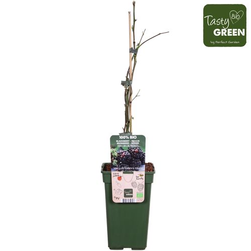 Bio Brombeere ohne Dornen T19 H70