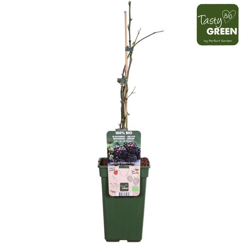 Bio Brombeere ohne Dornen T19 H70
