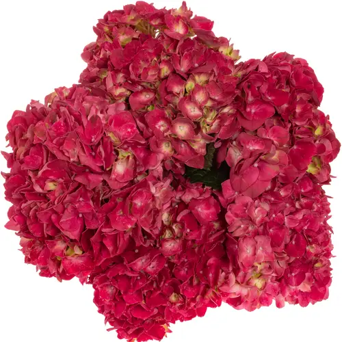 Hortensie fuchsia Trophy Red Bol 18cm 60cm