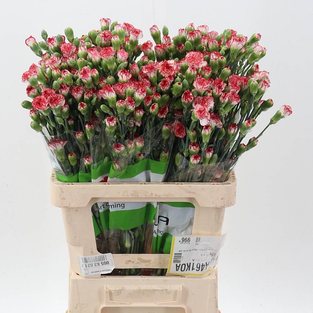 Spraynelke weiss/rot Payaso 60cm X20