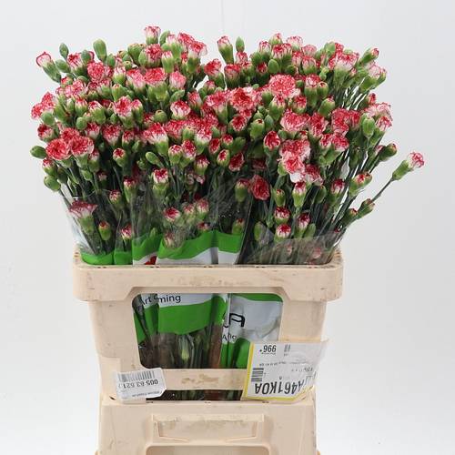 Spraynelke weiss/rot Payaso 60cm X20