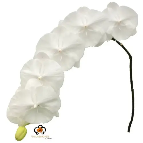 Phalaenopsis weiss Serenity 80cm 10 Bis 14 Blüte