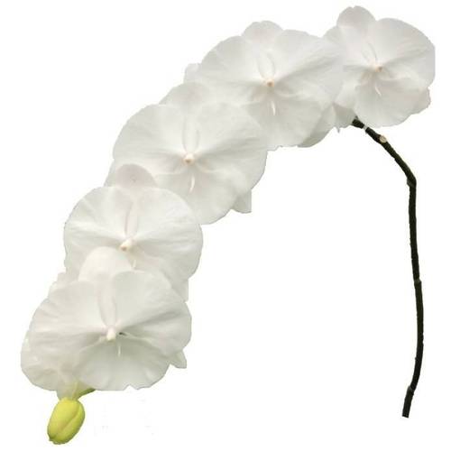 Phalaenopsis weiss Serenity 80cm 10 Bis 14 Blüte
