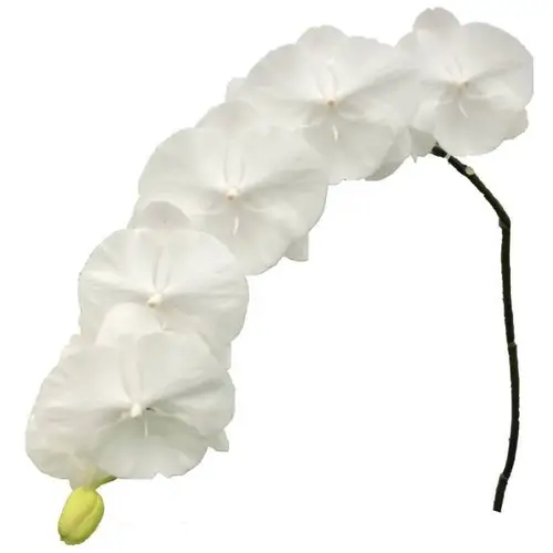 Phalaenopsis weiss Serenity 80cm 10 Bis 14 Blüte