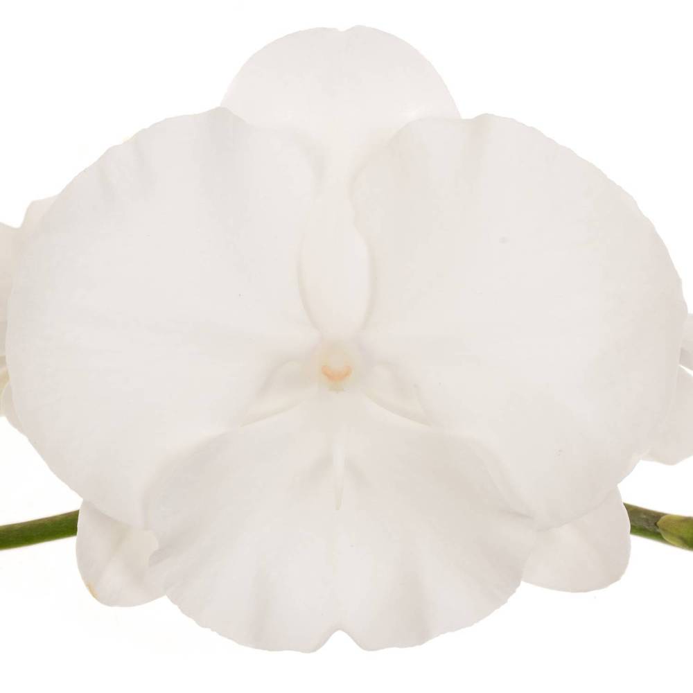 Phalaenopsis weiss Serenity 80cm 10 Bis 14 Blüte