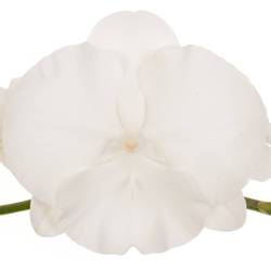 Phalaenopsis weiss Serenity 80cm 10 Bis 14 Blüte