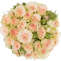 Rose verzweigt rosa Pinky Promise 5+Blüte 70cm