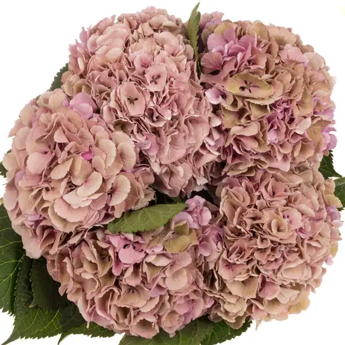 Hortensie grün/rosa Elbtal Bol 17cm 60cm