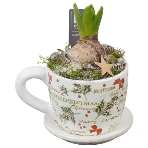 Hyac.Arr PTWH7820 weisse Bl. Weihnachten T11 H021