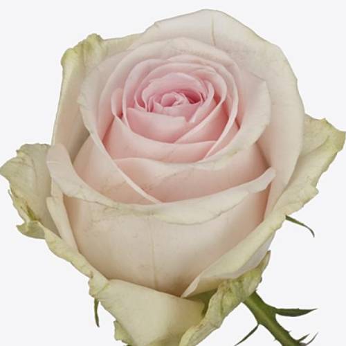 Rose rosa Sweet Revival 60cm