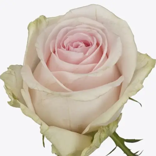 Rose rosa Sweet Revival 60cm