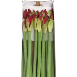 Amaryllis Krt.rot Red Lion X18