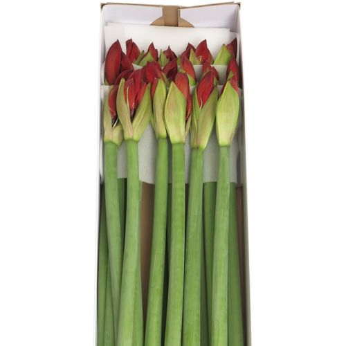 Amaryllis Krt.rot Red Lion X18