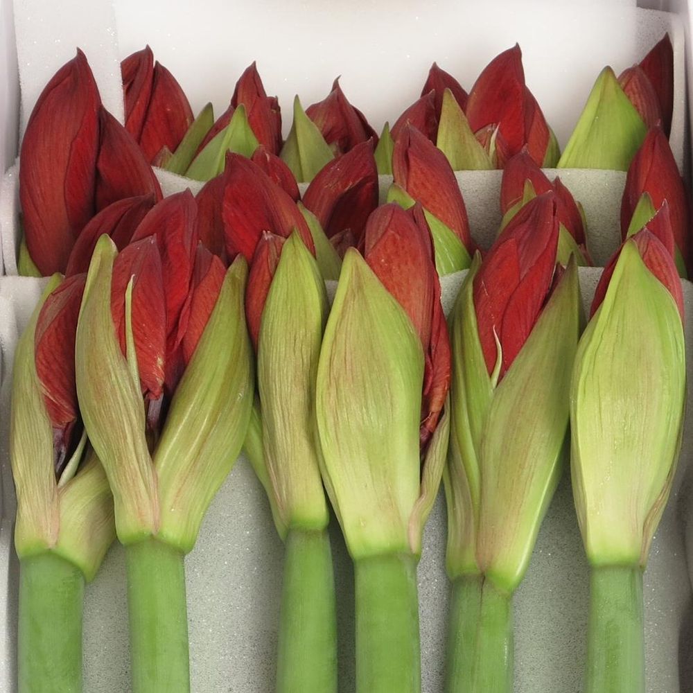 Amaryllis Krt.rot Red Lion X18