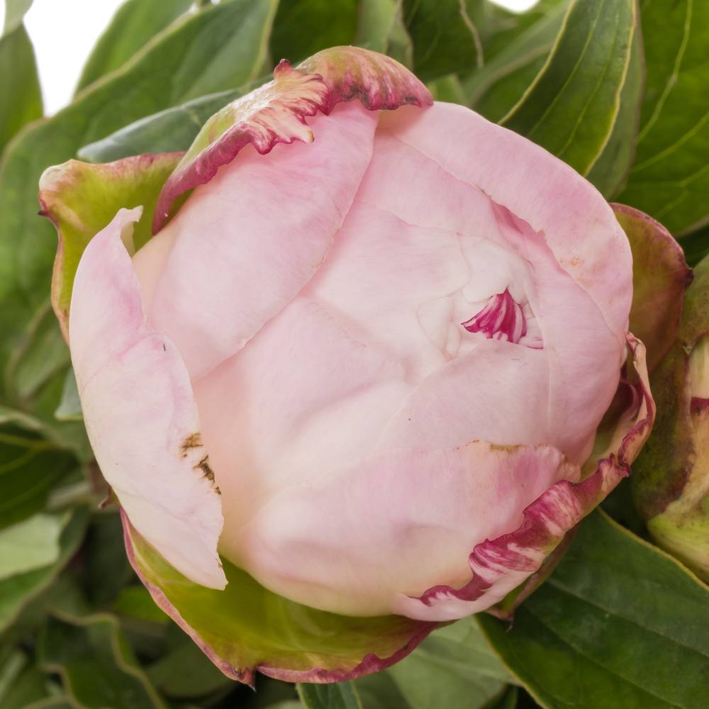 Pfingstrose rosa Gardenia 35cm