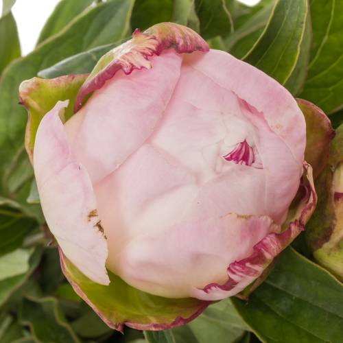 Pfingstrose rosa Gardenia 35cm