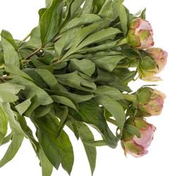 Pfingstrose rosa Gardenia 35cm