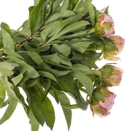 Pfingstrose rosa Gardenia 35cm