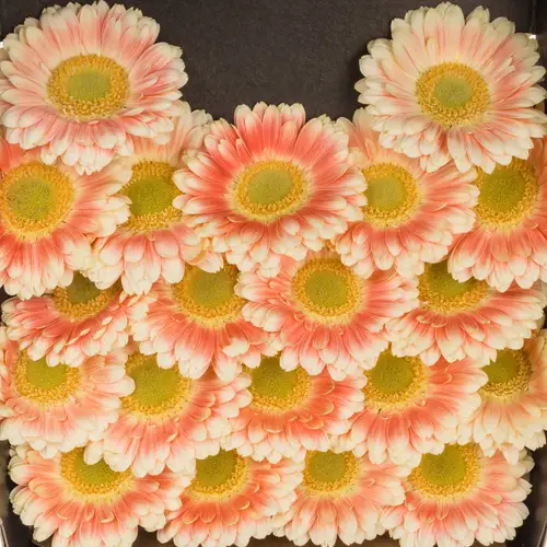Germini creme/weiss/hell rosa Tompouce