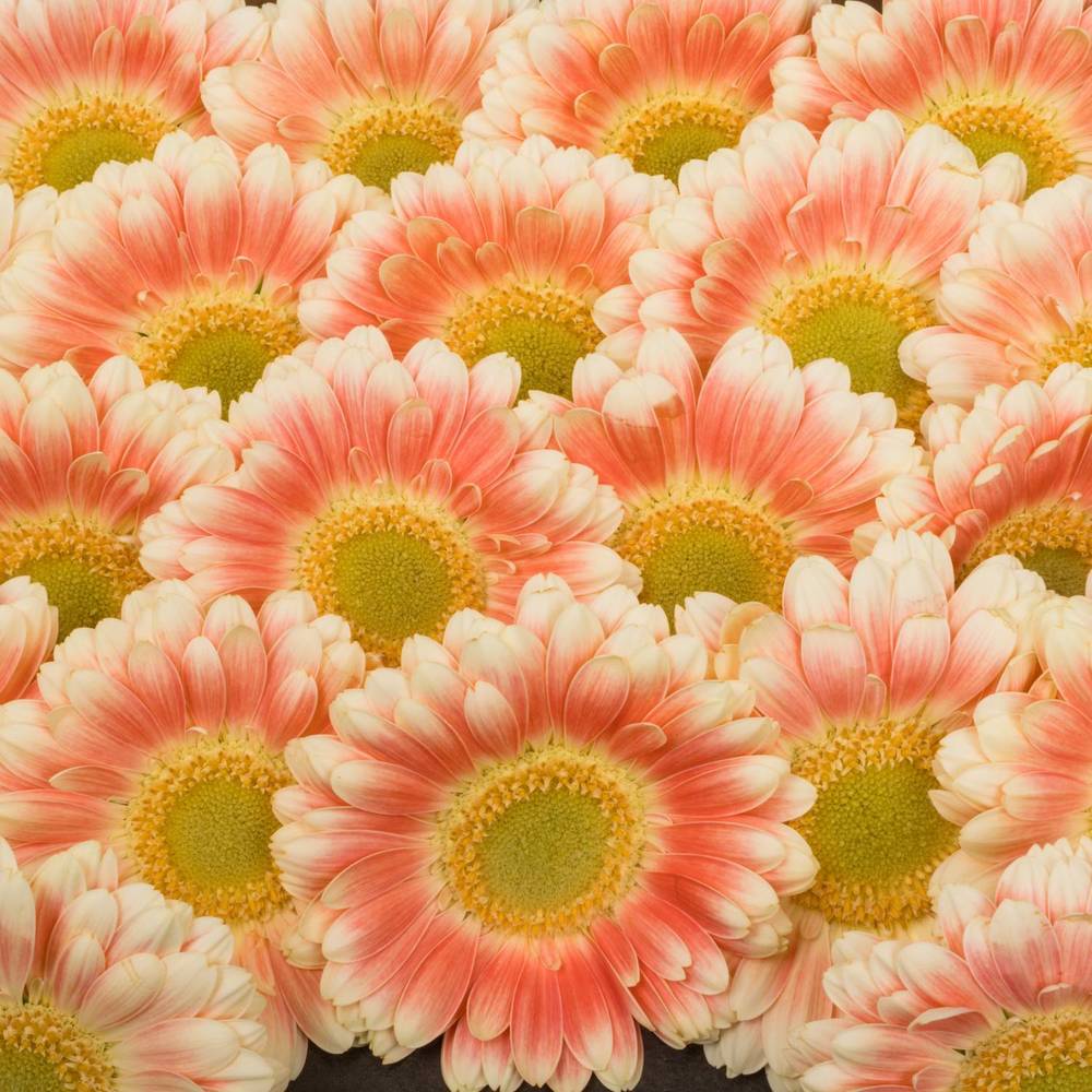 Germini creme/weiss/hell rosa Tompouce