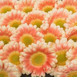 Germini creme/weiss/hell rosa Tompouce