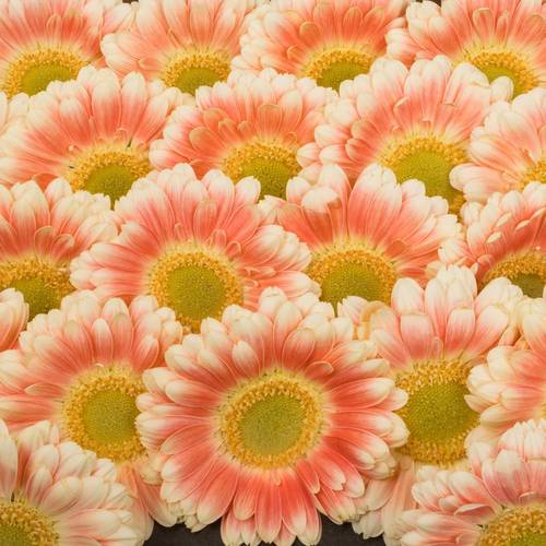 Germini creme/weiss/hell rosa Tompouce