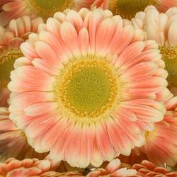 Germini creme/weiss/hell rosa Tompouce