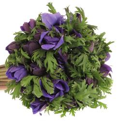 Anem.violett Carmel Blue 45cm