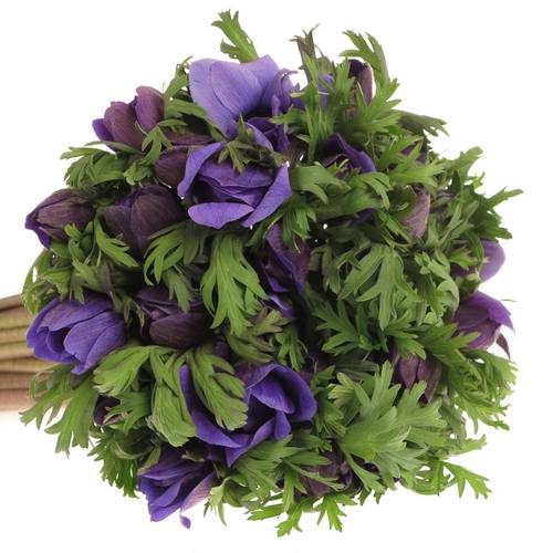 Anem.violett Carmel Blue 45cm