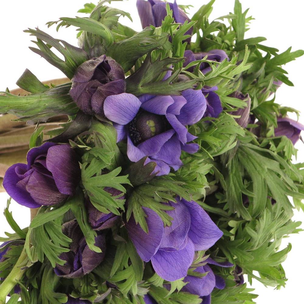 Anem.violett Carmel Blue 45cm