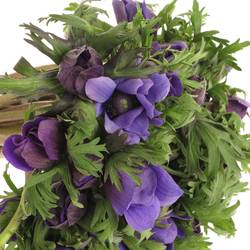 Anem.violett Carmel Blue 45cm