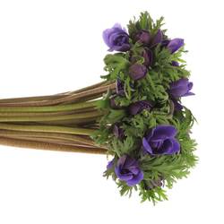 Anem.violett Carmel Blue 45cm