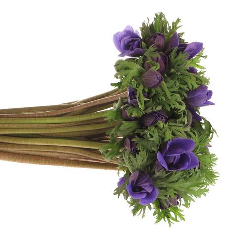 Anem.violett Carmel Blue 45cm