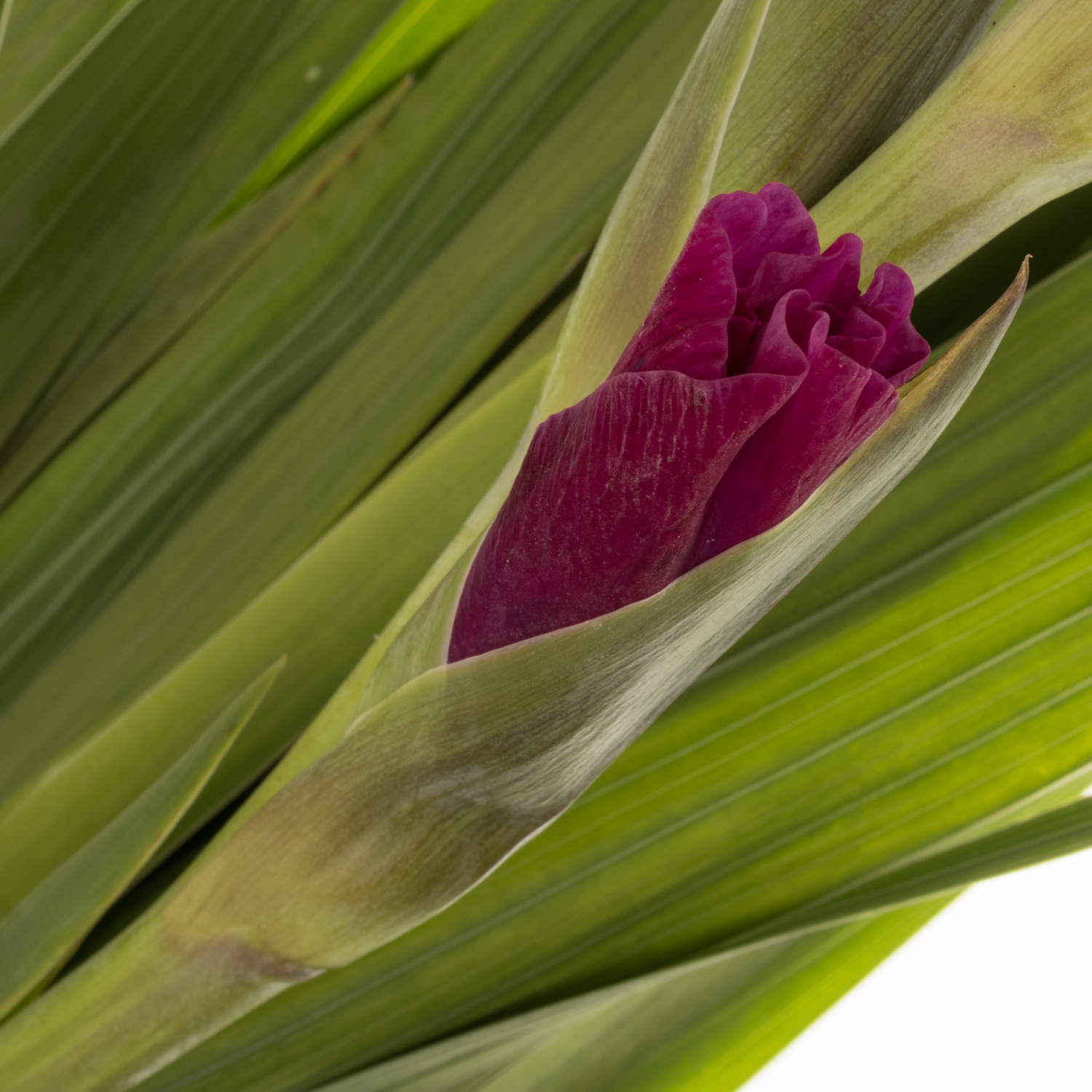 Gladiole mix im Bund 100cm