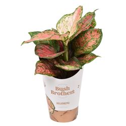 Aglaonema Star T12 H35