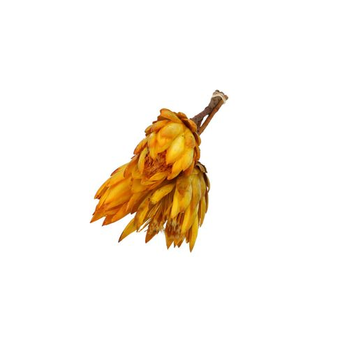 Trocken Protea Repens gelb L40cm x3