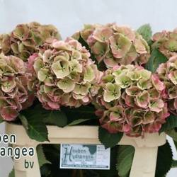 Hortensie rosa/grün Elbtal classic Bol 18cm 65cm