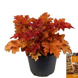 Heuchera orange Indian Summer T15 H25