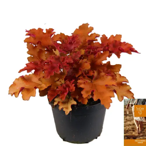 Heuchera orange Indian Summer T15 H25