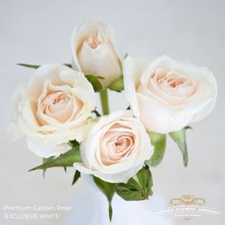 Rose verzweigt weiss Exclusive Sensation 50cm