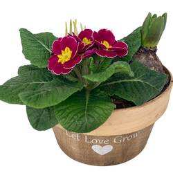 Garten.Arr im Holztopf 540 T20 H017