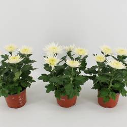 Chrys.weiss Anastasia T15 H035