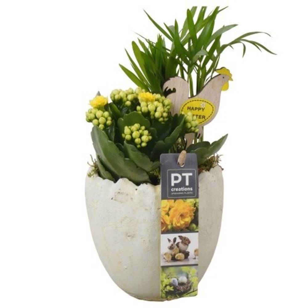 Chamaed.Arr PTPB6597 Ostern T11 H023