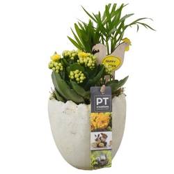 Chamaed.Arr PTPB6597 Ostern T11 H023