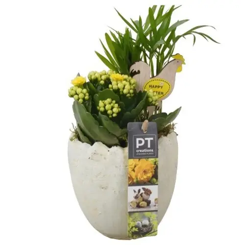 Chamaed.Arr PTPB6597 Ostern T11 H023