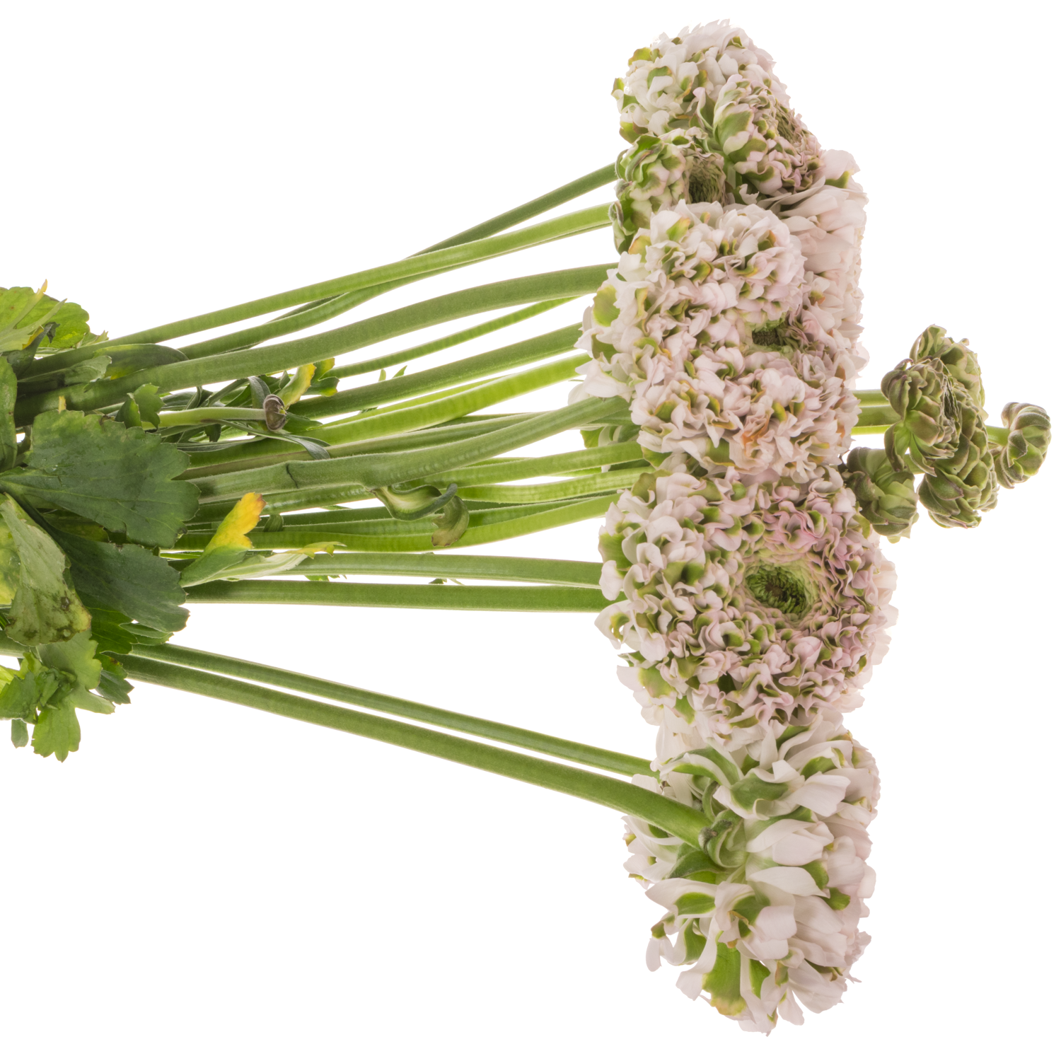 Ranunkel hell rosa-grün Pon Pon Candy Super 40cm