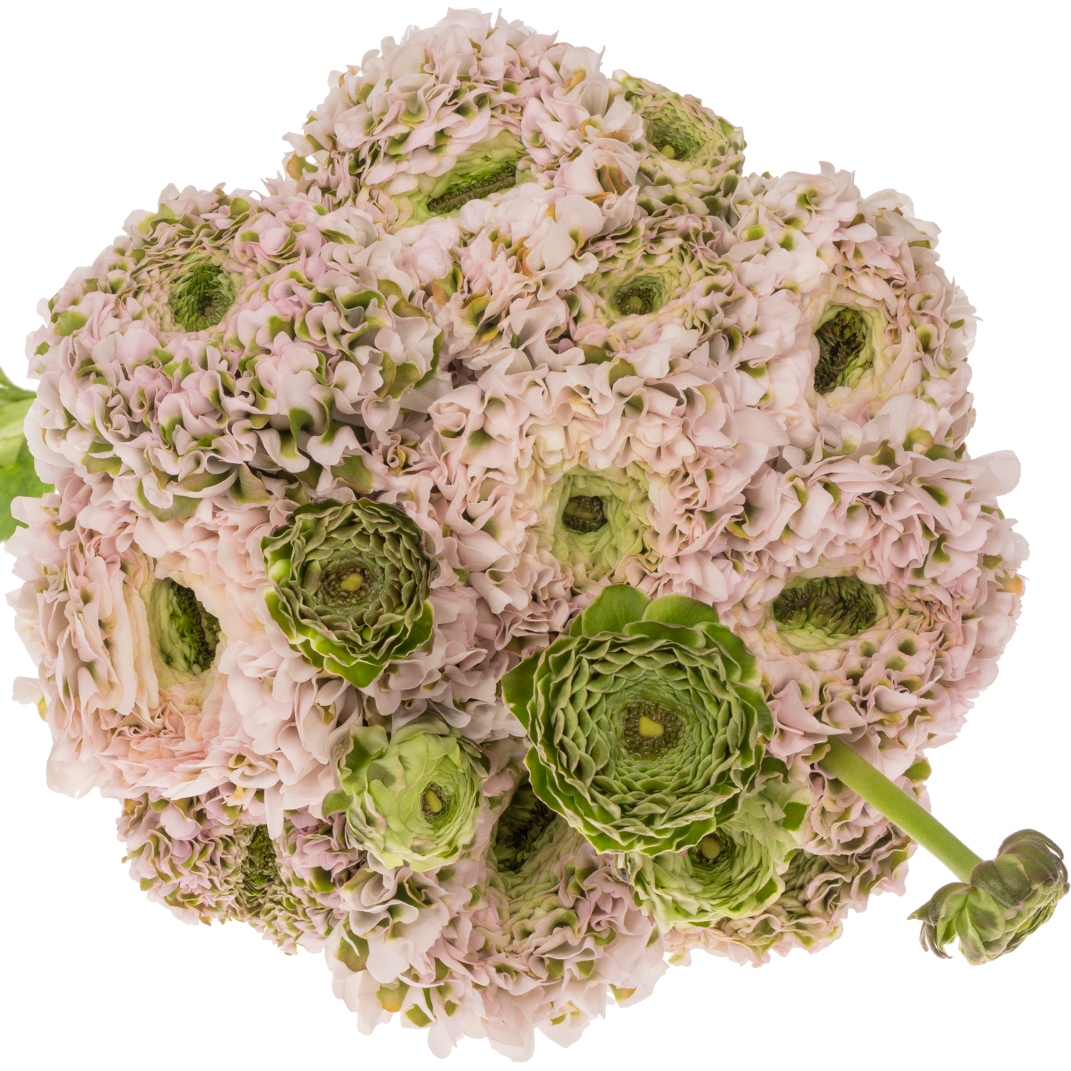 Ranunkel hell rosa-grün Pon Pon Candy Super 40cm