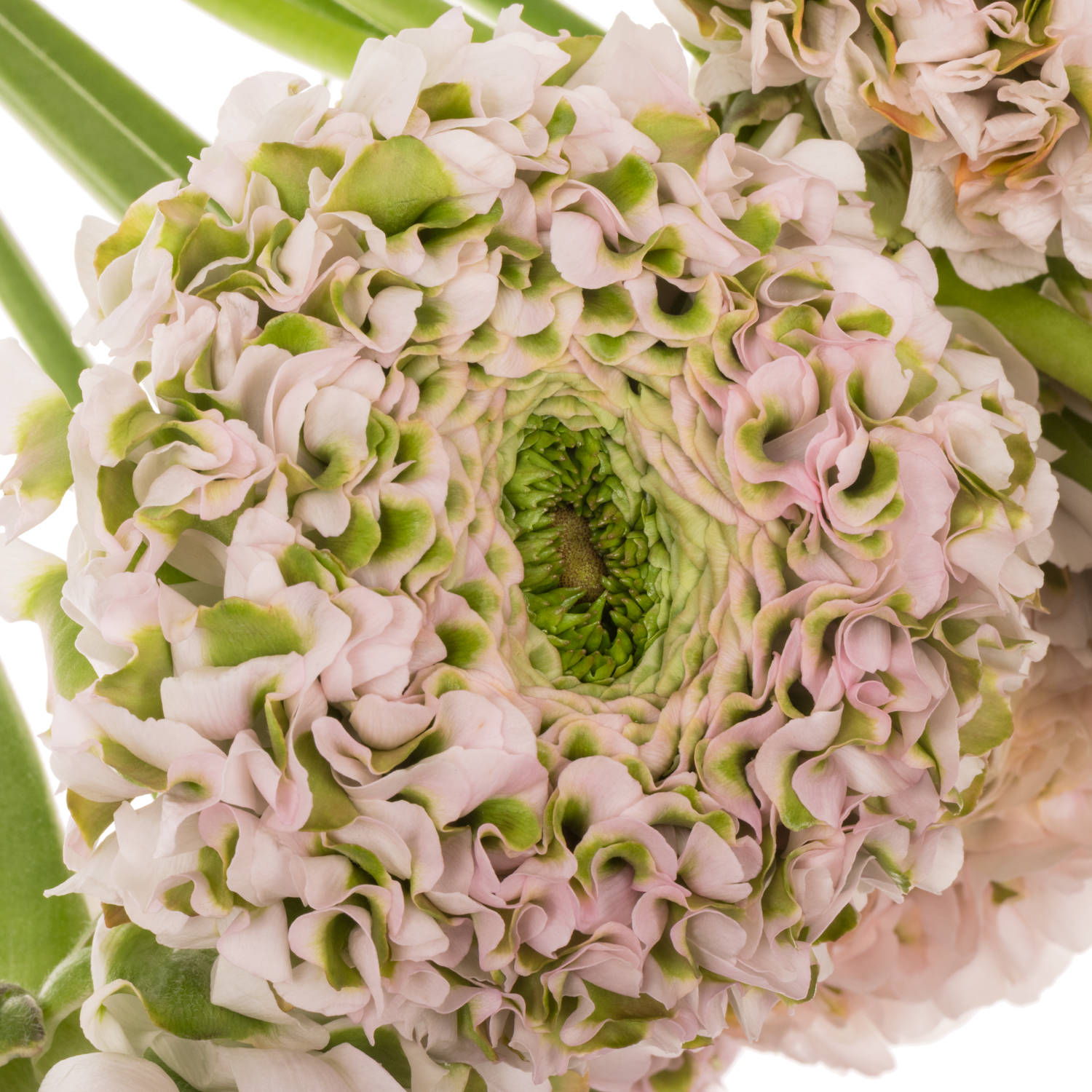 Ranunkel hell rosa-grün Pon Pon Candy Super 40cm