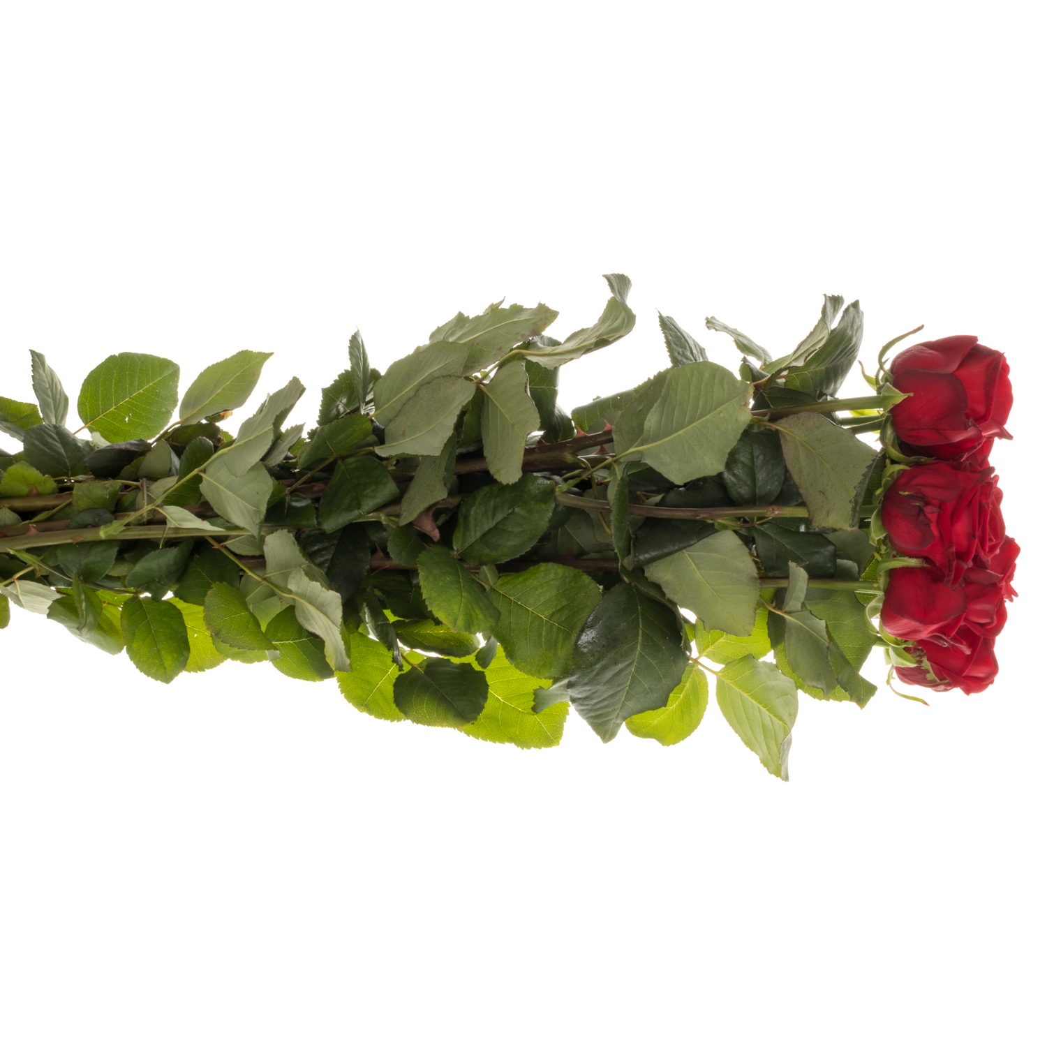 Rose dunkel rot Red Naomi (Drift) Premium 90cm