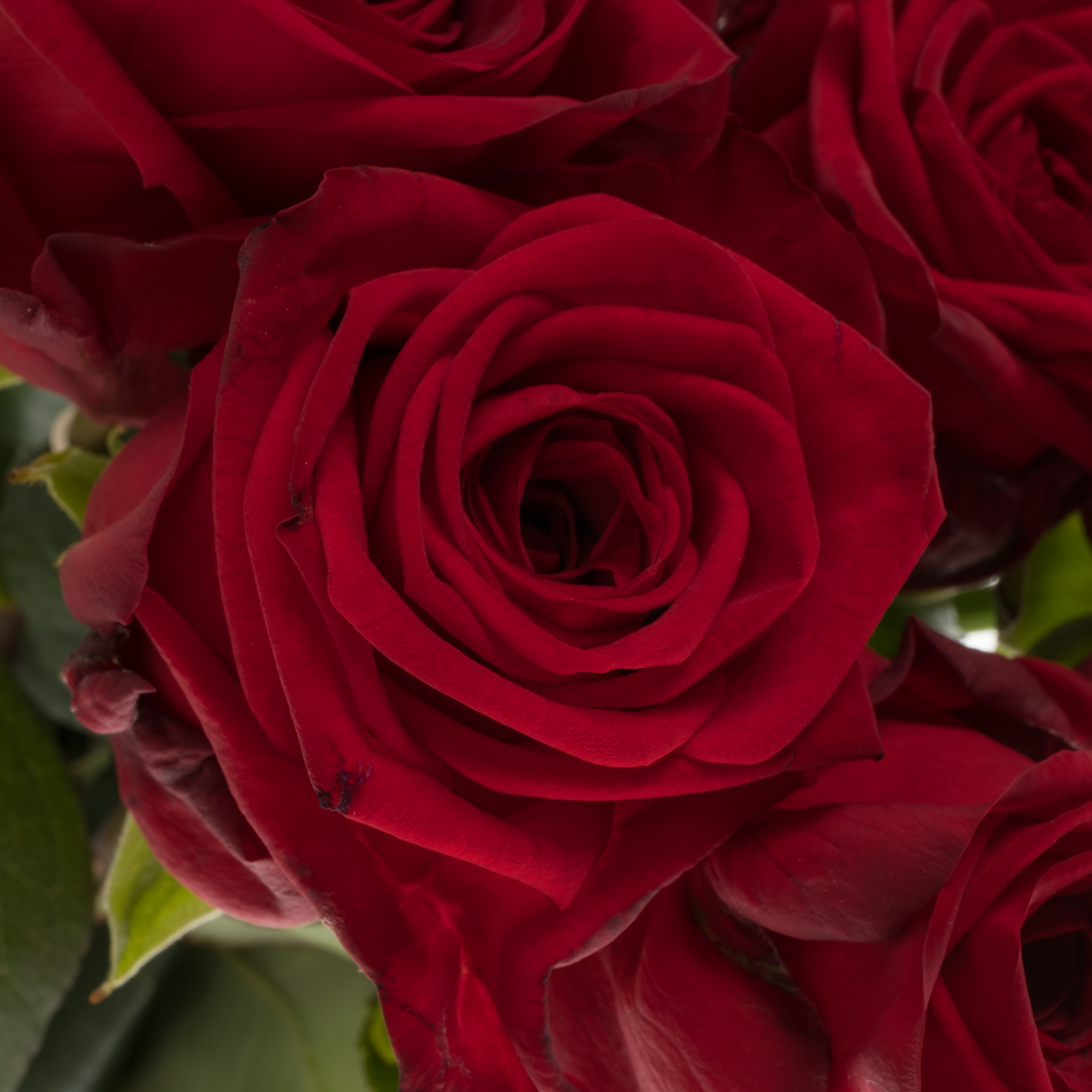Rose dunkel rot Red Naomi (Drift) Premium 90cm